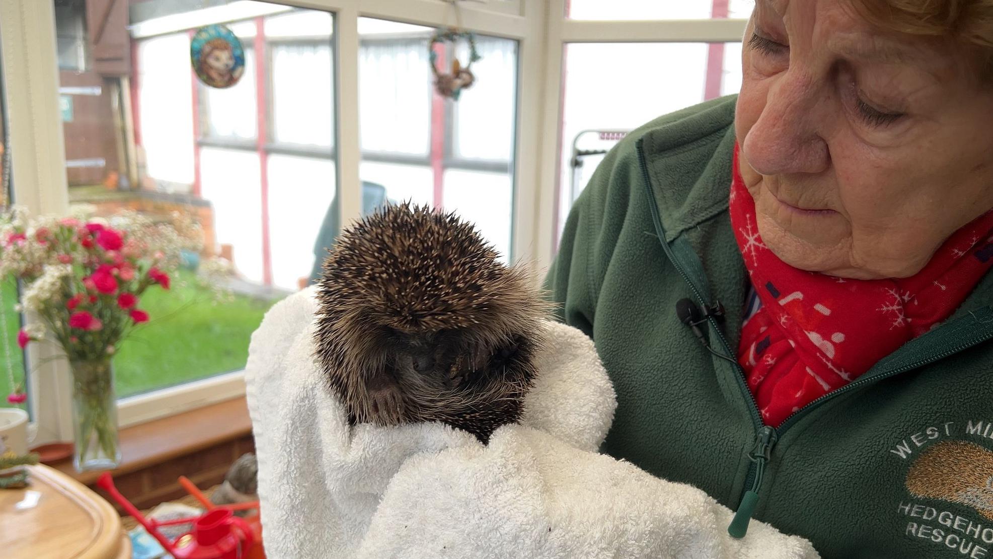 I've been rescuing hedgehogs in my garden for 25 years'