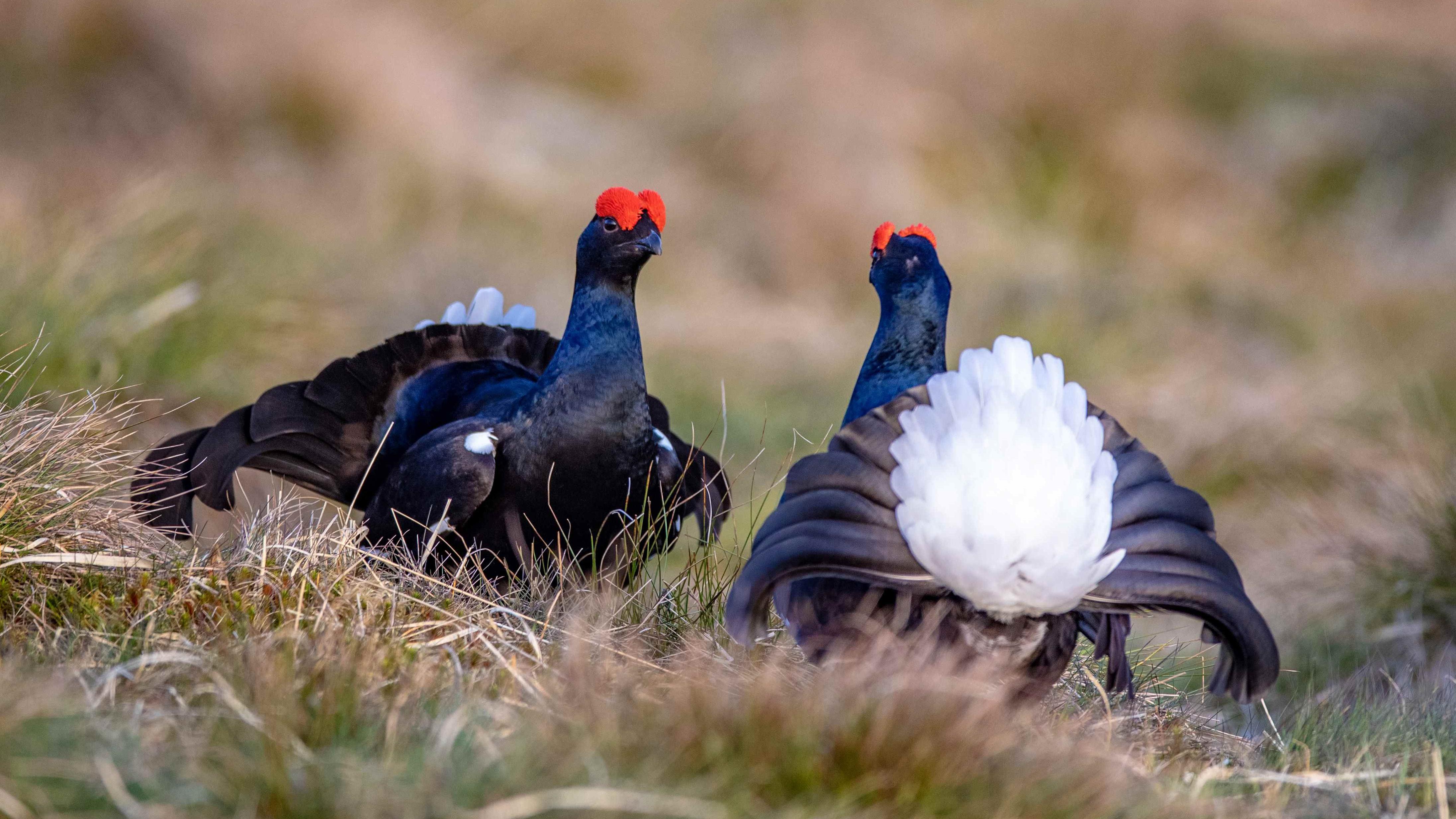 THE SNOW GROUSE & THE BLACK GROUSE セット A handsome black grouse showing off his white as snow tail