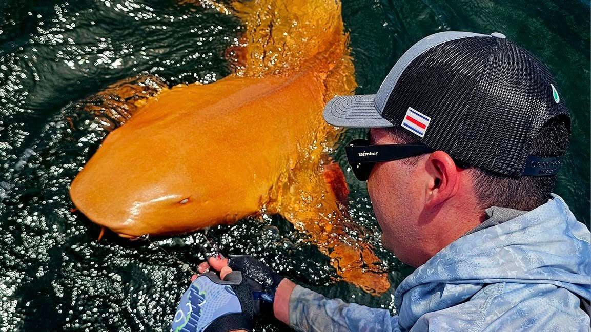Rare bright orange shark discovered in Costa Rica - BBC Newsround