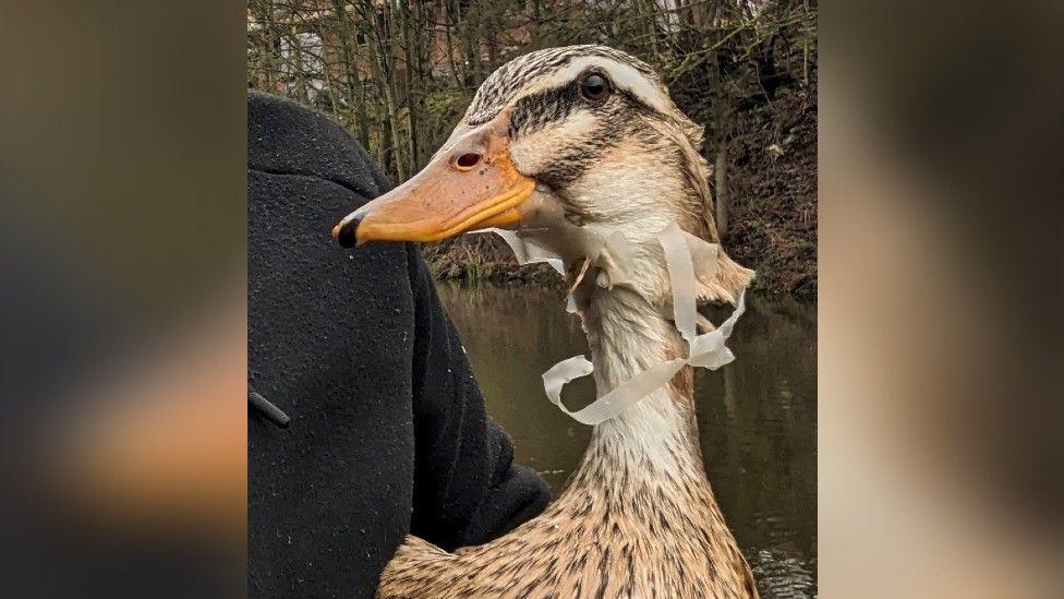 RSPCA: West Midlands has third biggest litter problem for wildlife