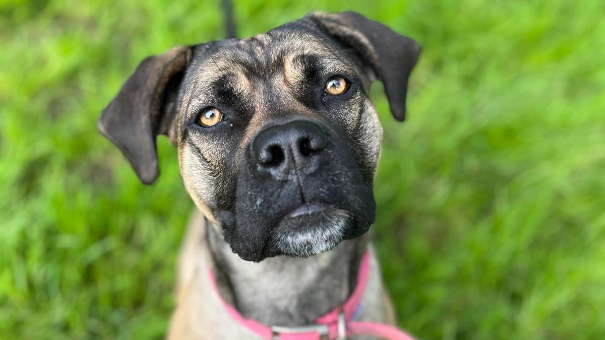 York dog left tied to gate spends 400 days in care - BBC News