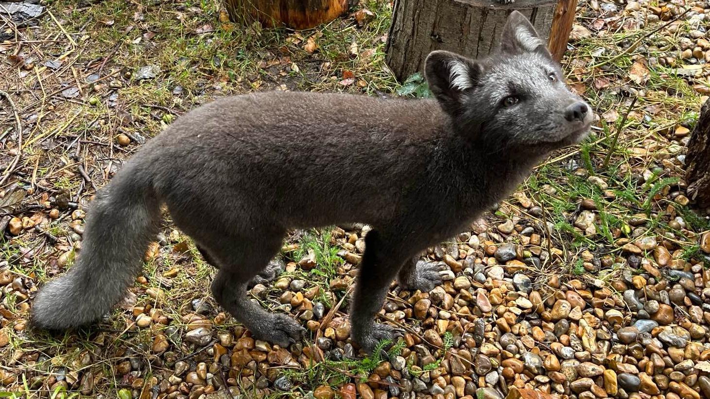 Herne: Arctic foxes born in Kent wildlife park - BBC News
