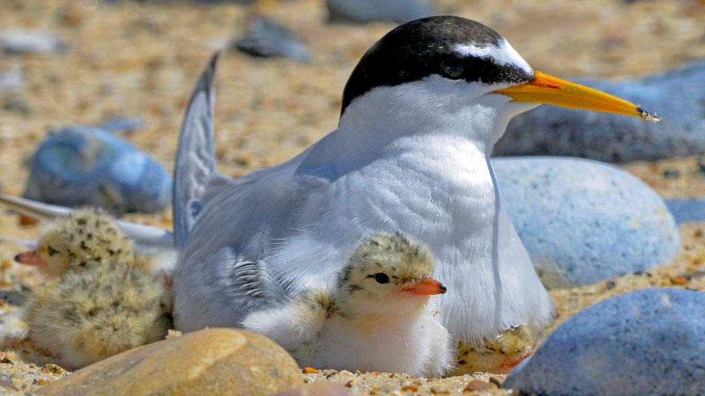 Little terns have record breeding year at Humber reserve