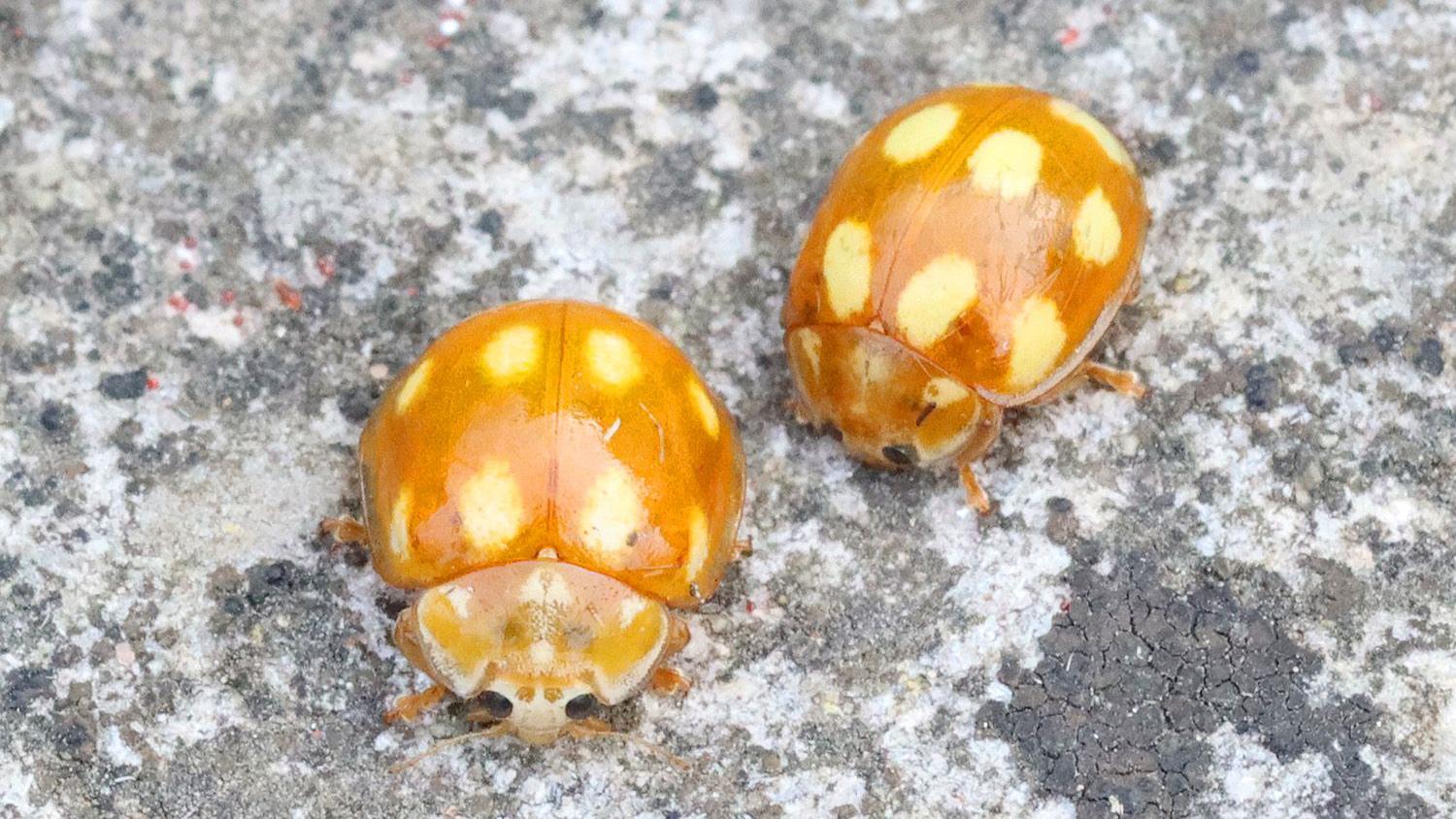 Rare ladybird recorded in the New Forest is a UK first