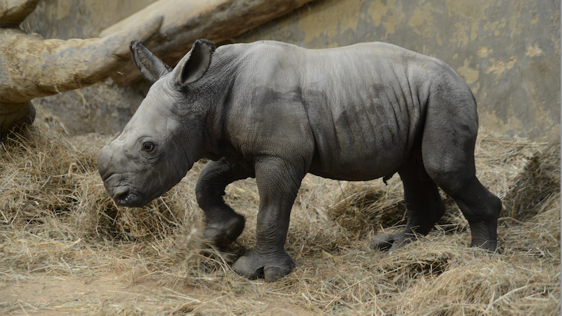 P. White Rhino PUP (from OC)【20】 P. White Rhino PUP (from OC)【57】 Excitement' as southern white