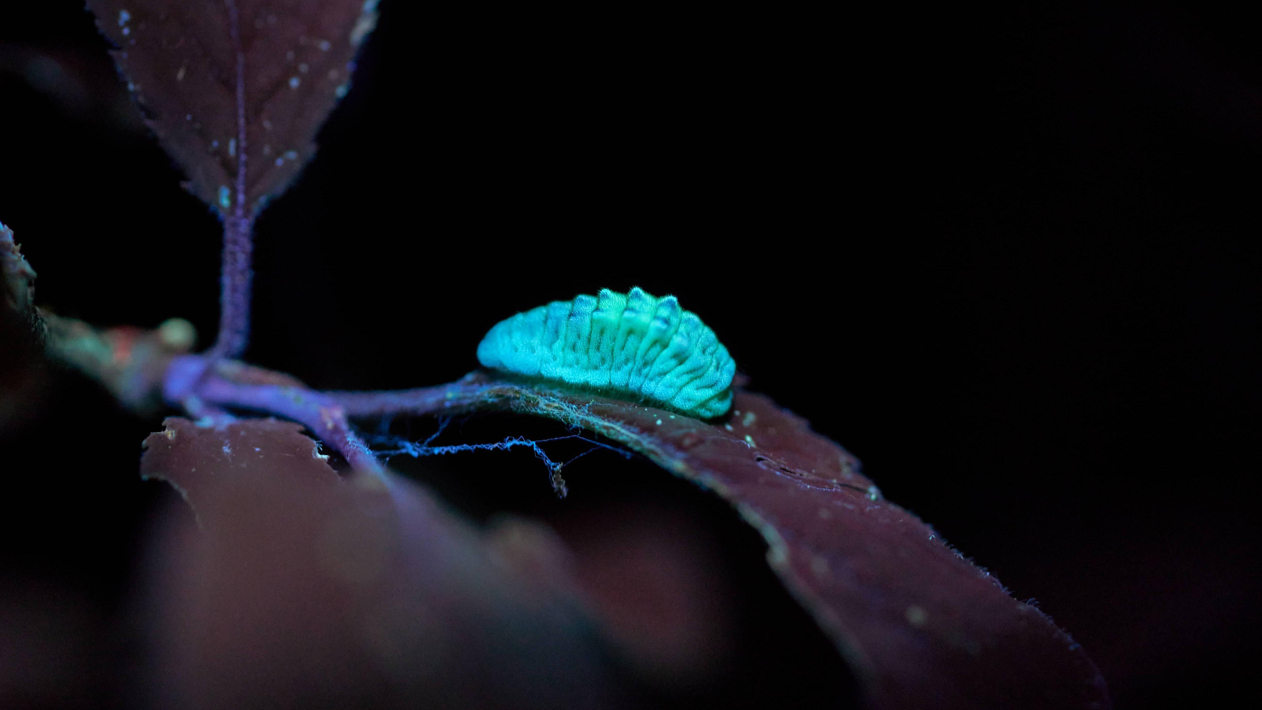 How a rare butterfly find in Surrey drove conservation research
