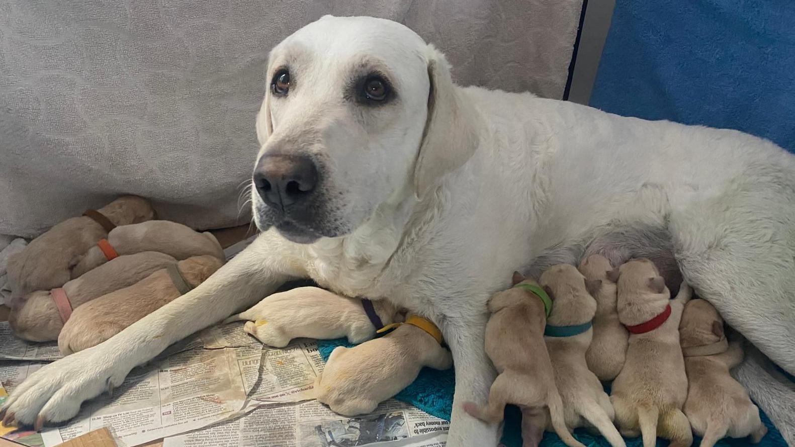 Llanharan pet sitter helps dog deliver 14 pups while owner away