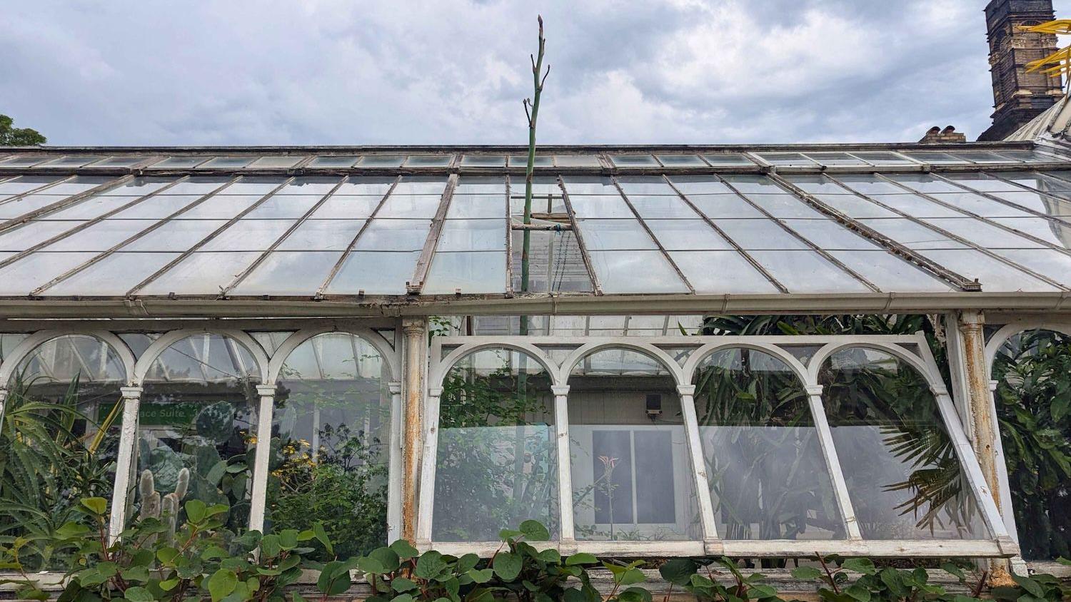 Giant agave bursts through Birmingham Botanical Gardens roof