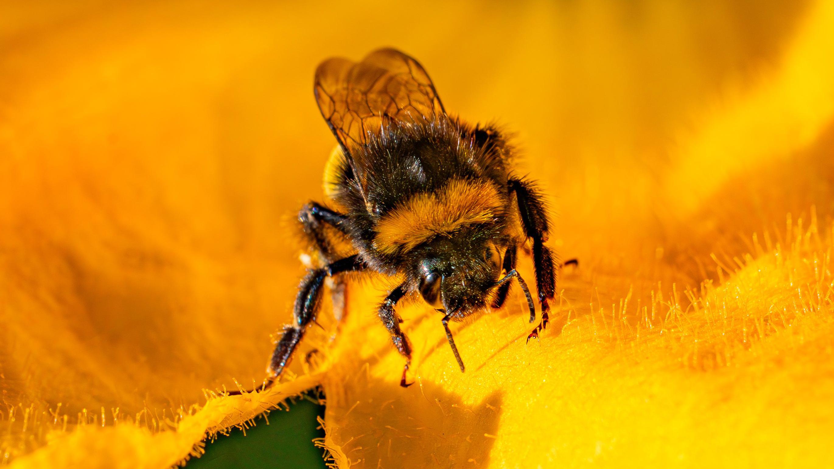 Hoped that new scheme will help bees thrive in Aberdeen