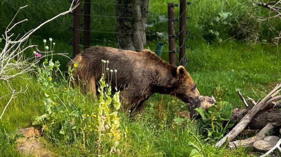 Bears released into new Isle of Wight home after Azerbaijan rescue