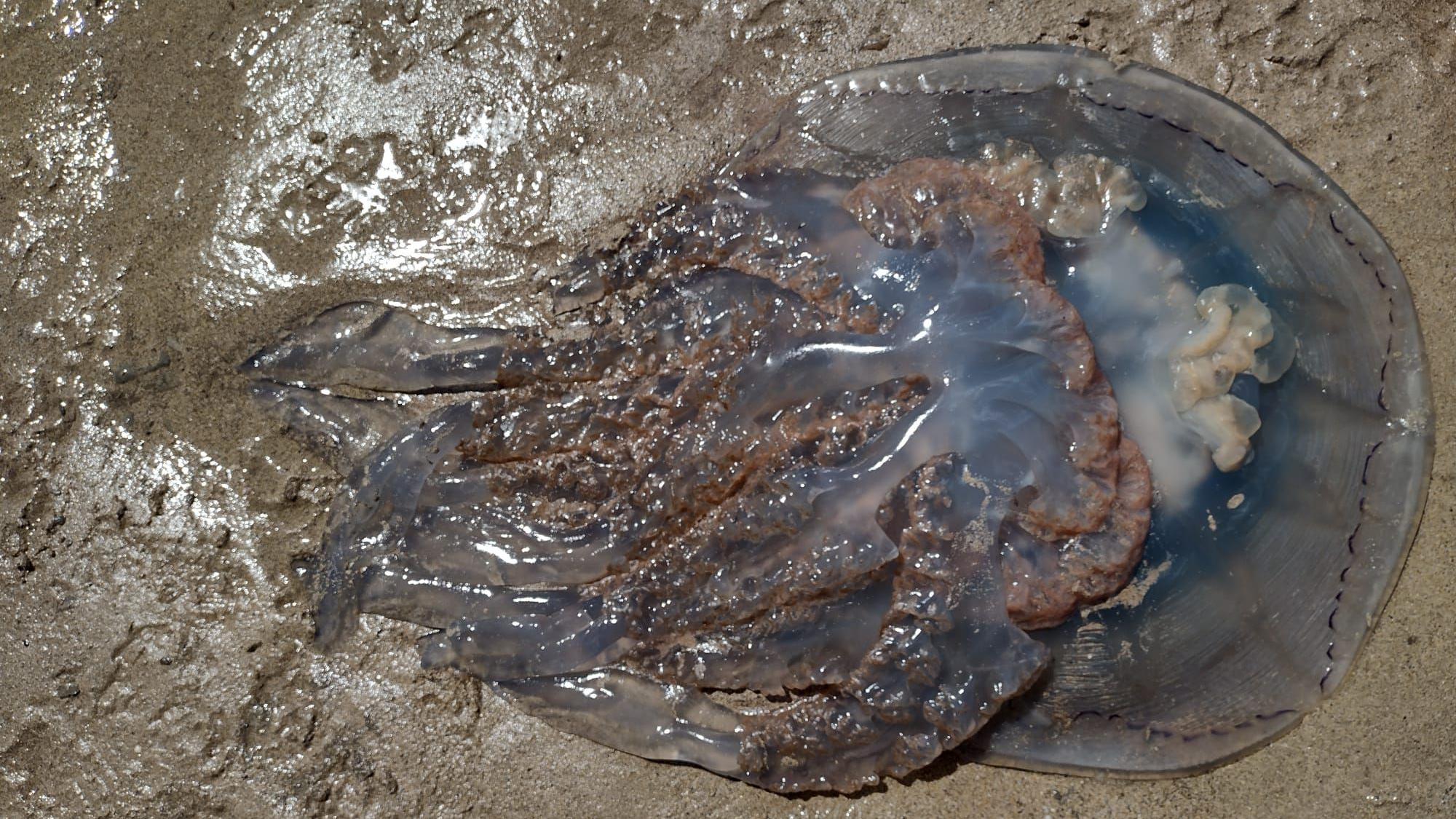 19-20 moss JELLYFISH　156cm Jellyfish on Black French Terry Fabric | Best UK Prices | Pound