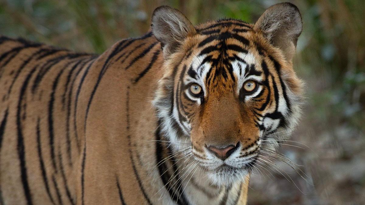 Remembering Arrowhead: India’s Legendary Crocodile-Hunting Tigress 2 Arrowhead: Remembering India's iconic crocodile-hunting tigress