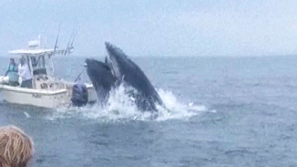 Breaching whale capsizes boat and sends two people overboard