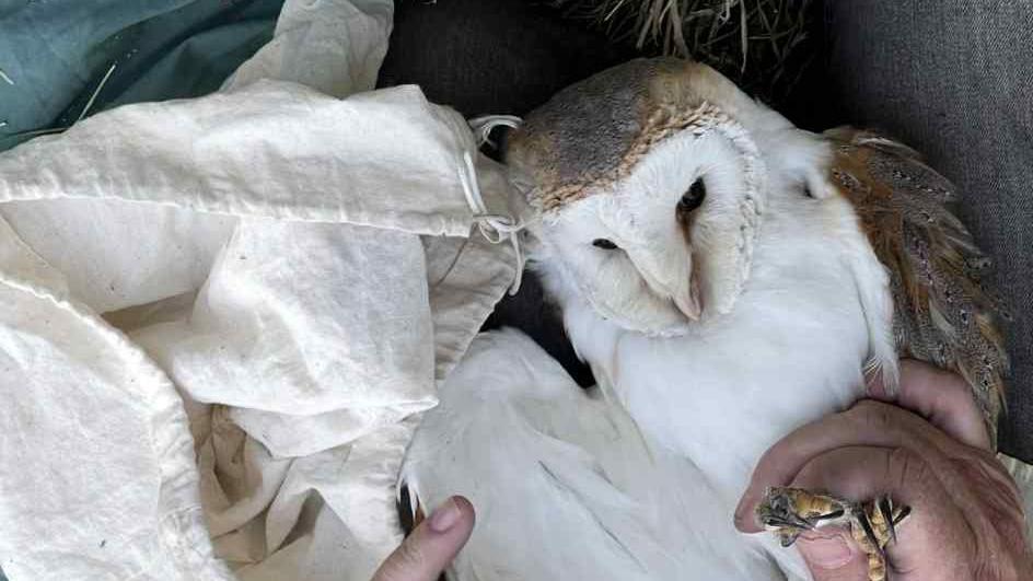 Britain's oldest ever' barn owl found at farm