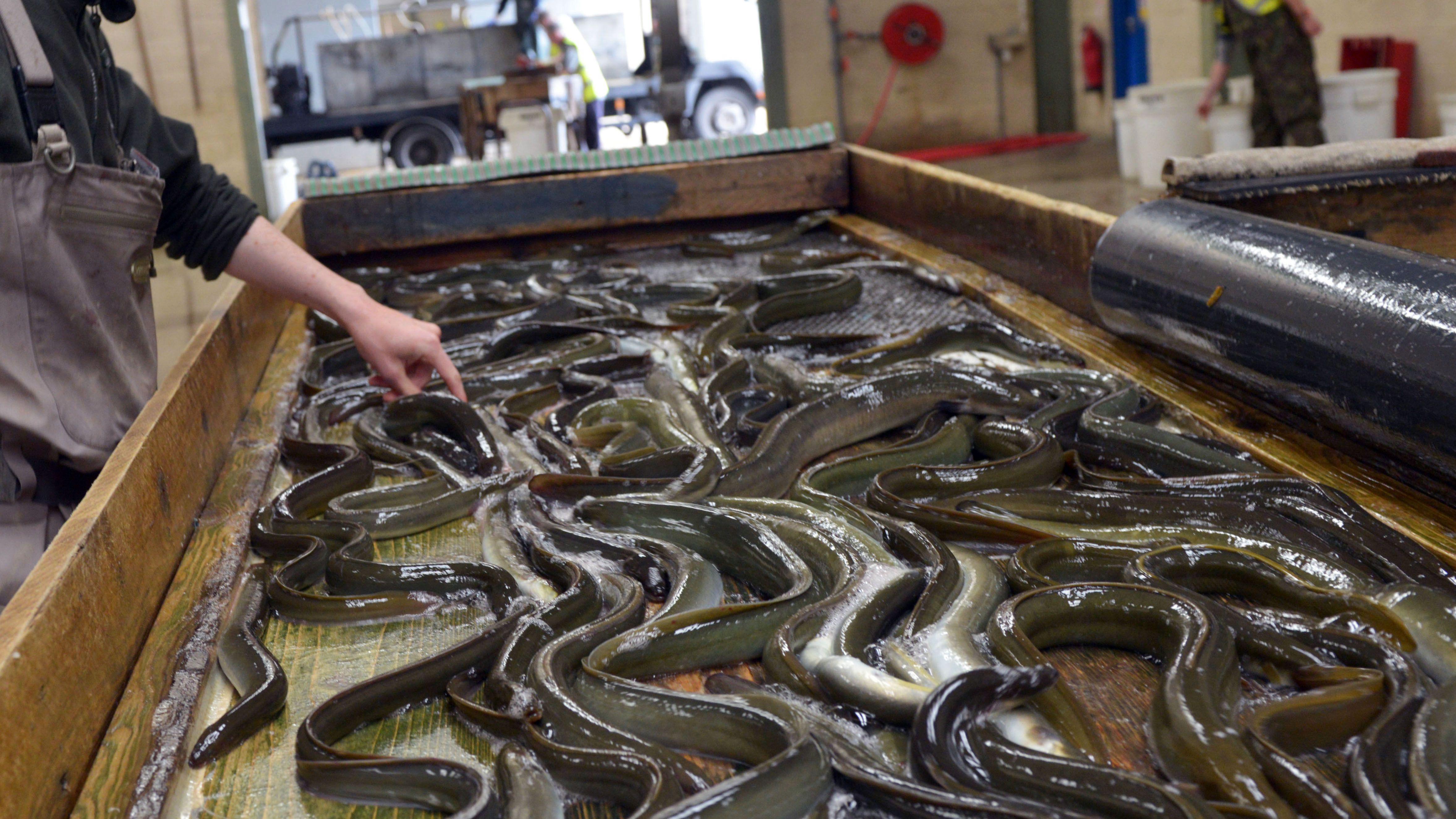 Three-Year Ban on Lough Neagh Yellow Eel Fishing Comes Into Force as European Eel Faces Extinction Threat