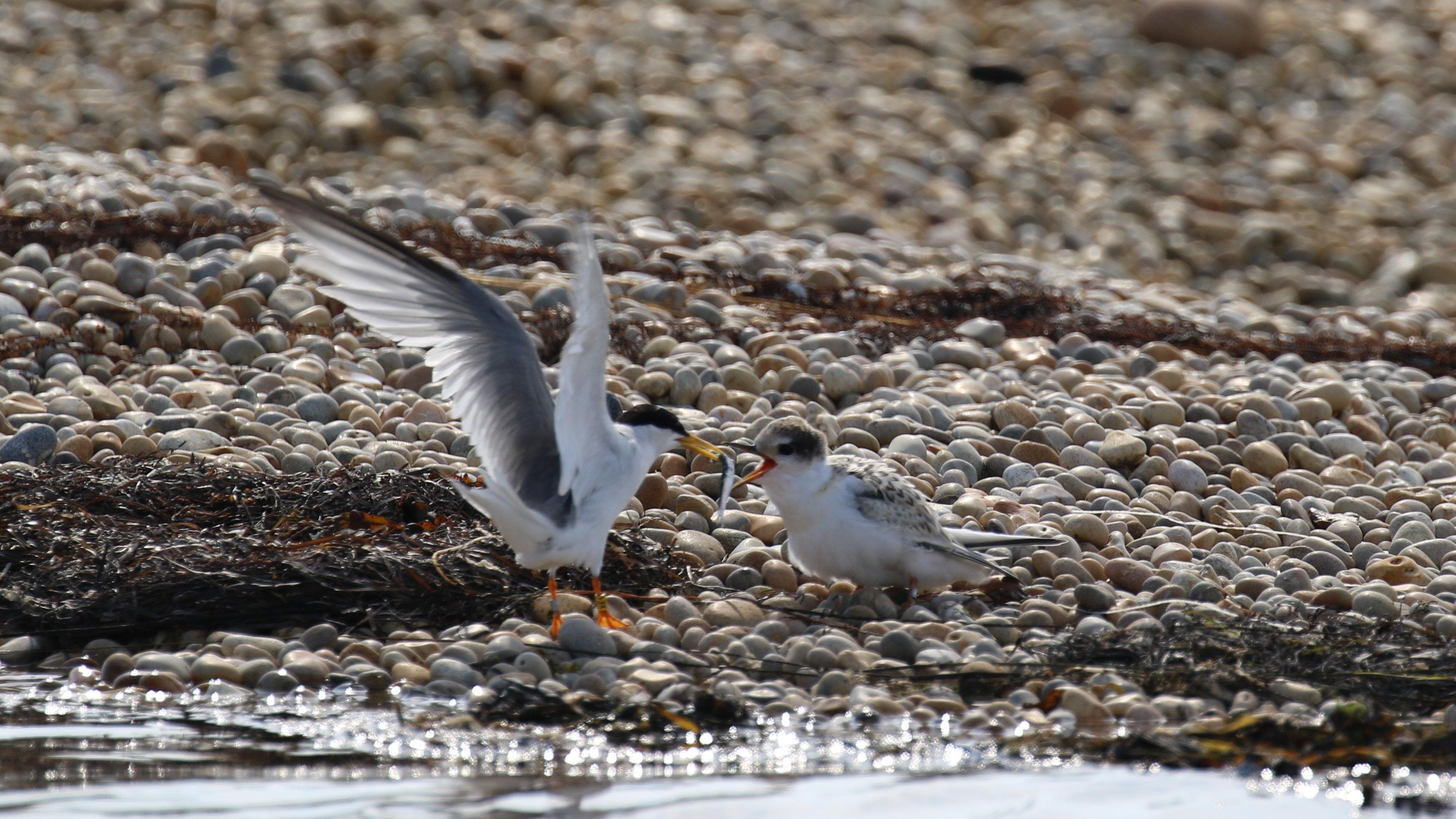 Fourth successful breeding season for little terns in Dorset