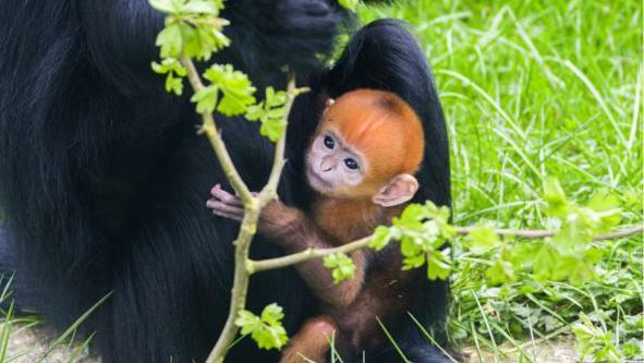 Birth of endangered François' langur monkey a sign of hope
