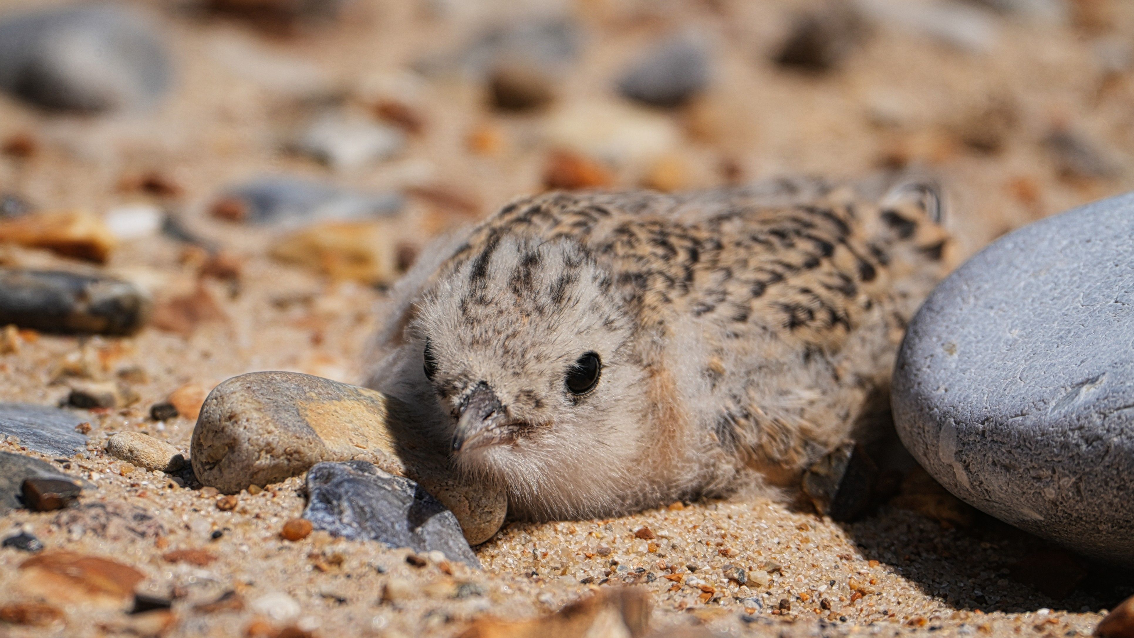 How a 40-year project helped little terns in Norfolk and Suffolk