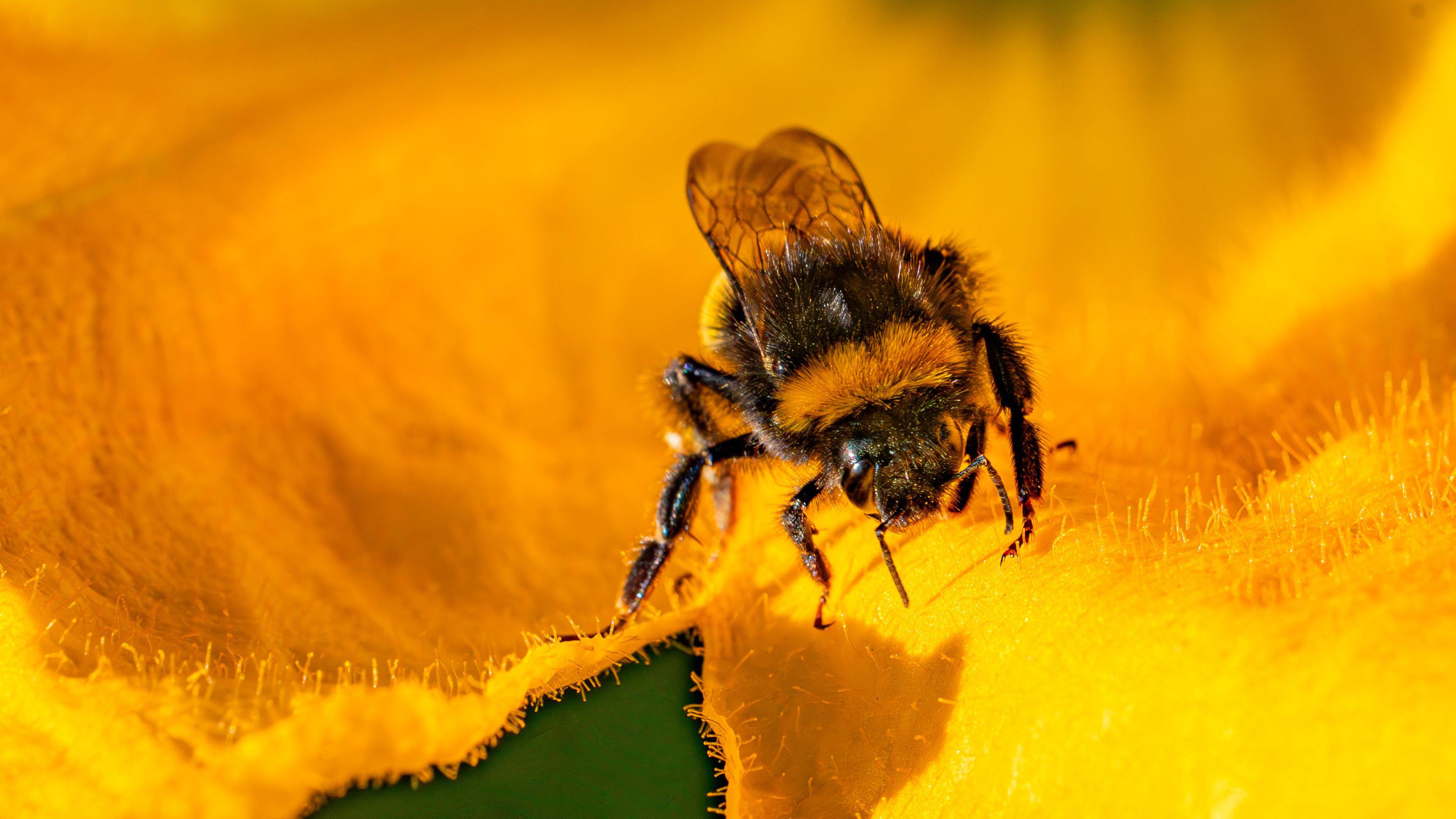 Something has gone wrong for insects, says Cambridgeshire charity - BBC News